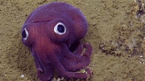 stubby squid pet